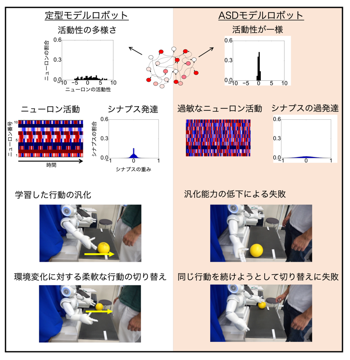 神経発達障害の神経発達障害のメカニズムを解明