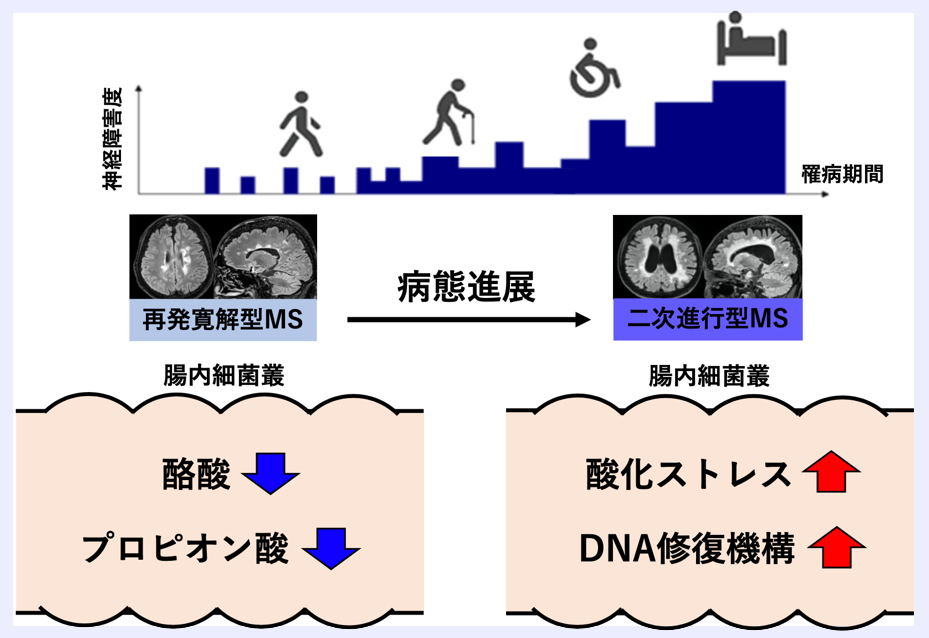 多発性硬化症（MS）の進行・増悪に関連する腸内細菌叢・腸内環境の変化を解明  〜全メタゲノム解析の結果から診断・治療の手がかりも提示〜