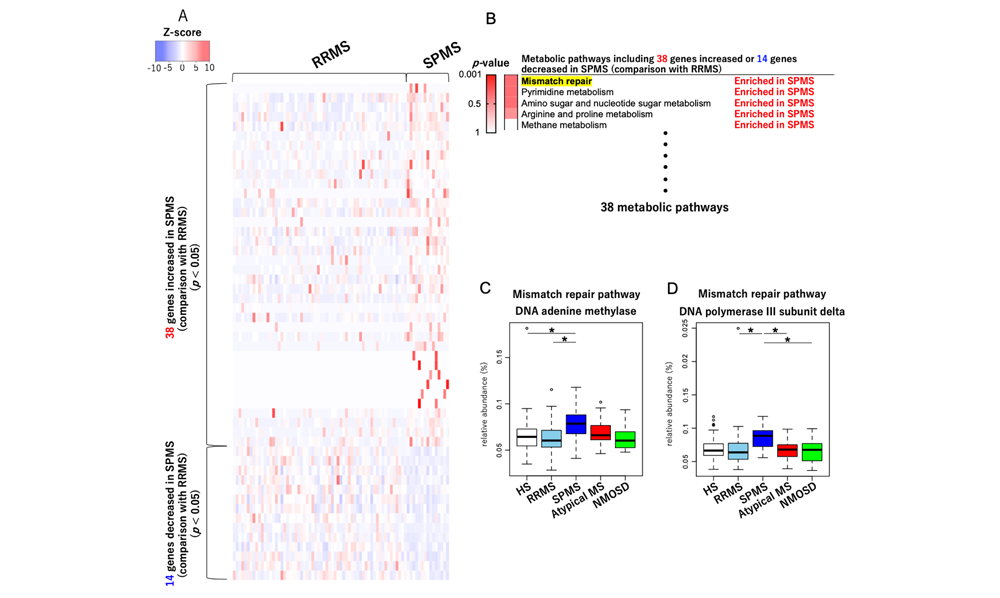 Dysbiosis in the Gut Microbiome Shapes Disease Course in the Different Stages of Multiple Sclerosis 