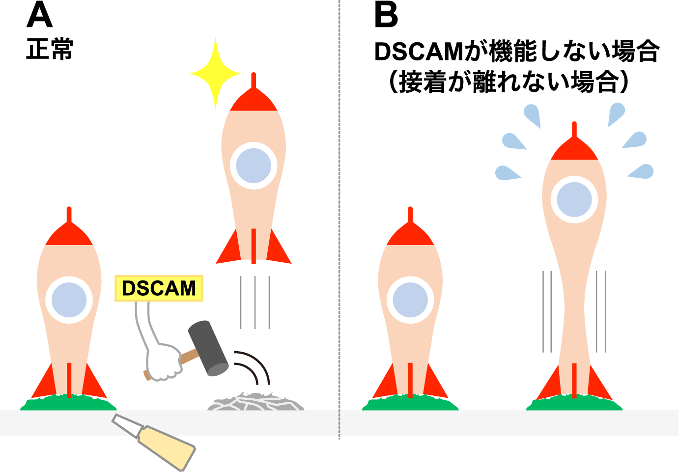生まれたての神経細胞が旅立つための最初期段階メカニズムを解明