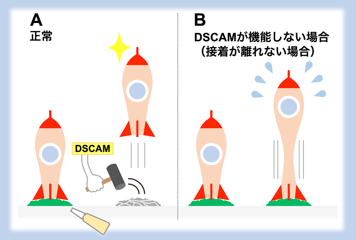  生まれたての神経細胞が旅立つための最初期段階メカニズムを解明 〜 脳室面にくっついた神経細胞の足をDSCAMタンパク質が切り剥がす 〜