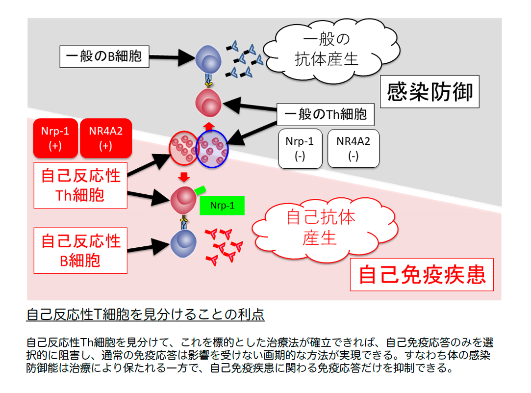 自己反応性T細胞を見分けることの利点の図