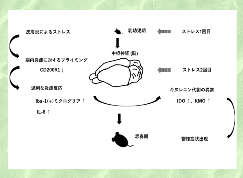 幼少期のアトピー性皮膚炎が思春期の精神疾患を誘導 ～動物実験でその可能性を証明～