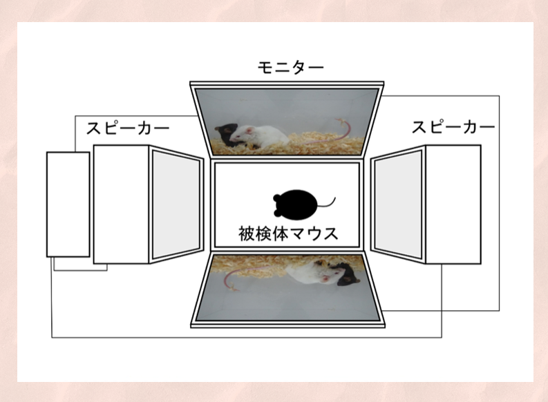 マウスは動画を見てストレスを感じる ～間接的なストレス曝露により報酬感受性が低下～