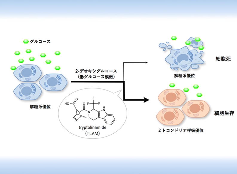 機能低下したミトコンドリアを活性化させる化合物 －解糖系酵素ホスホフルクトキナーゼ阻害剤とその新活性の発見－