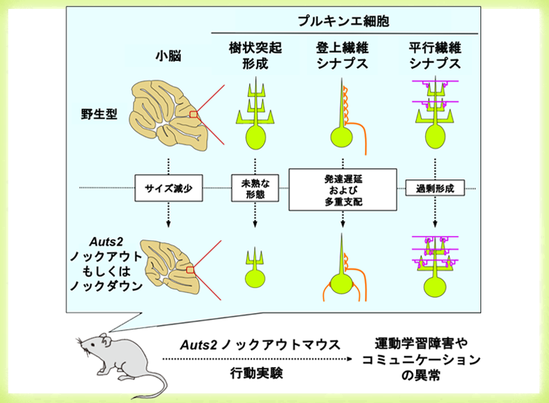 自閉症や統合失調症、知的障害など、様々な精神発達障害に関わるAUTS2遺伝子の 小脳発達における役割を解明