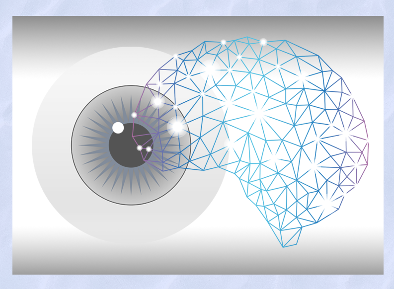 瞳(ひとみ)に現れるカオスの解読 瞳孔径(どうこうけい)の時間的複雑性から覚醒や注意機能を担う脳活動を推定