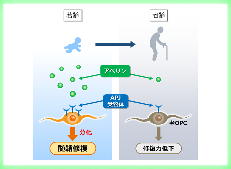 老いた脳の修復力を回復させるメカニズムを発見