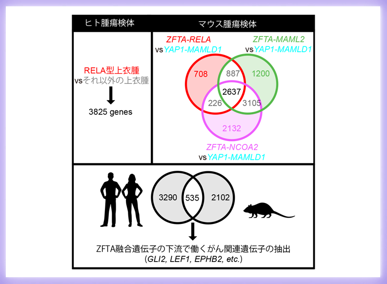 小児悪性脳腫瘍の進行に関わる新たながんシグナルを発見 〜がん細胞を増殖させる遺伝子変異の研究が導く新しい治療戦略づくり〜