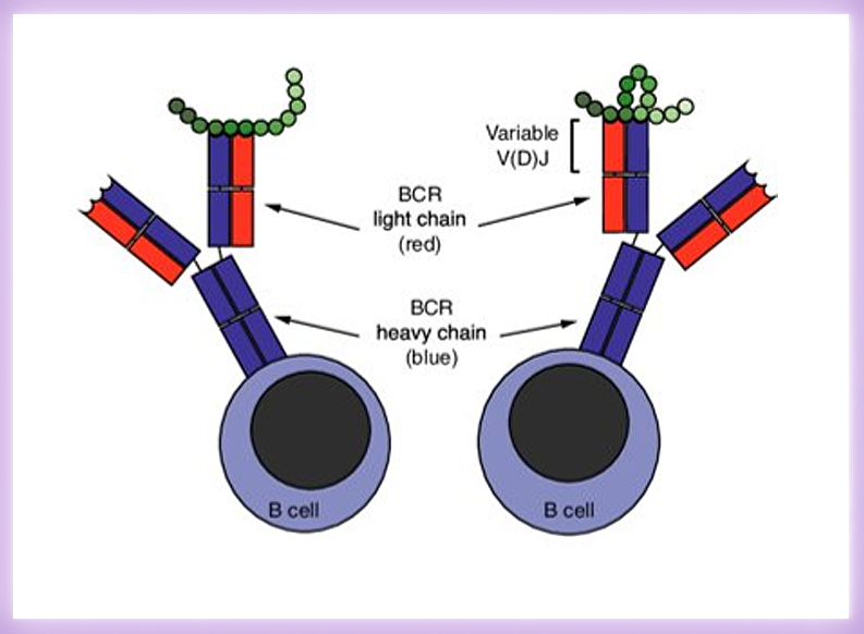 Discovery of Immune Biomarkers for Myalgic Encephalomyelitis / Chronic Fatigue Syndrome (ME/CFS) based on B cell receptor repertoire analysis