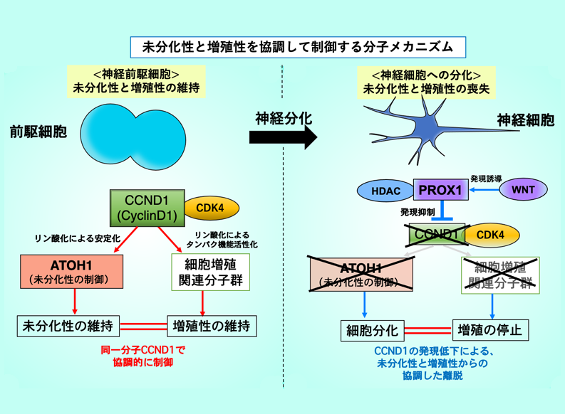 神経前駆細胞 幹細胞から神経細胞を生み出す新メカニズムの発見 脳の進化や腫瘍形成の謎を解明する足掛かり 国立研究開発法人 国立精神 神経医療研究センター National Center Of Neurology And Psychiatry