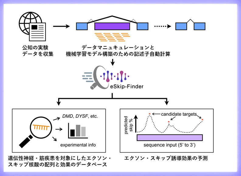 遺伝性神経・筋疾患の治療法開発を目的とした エクソン・スキップのデータベースおよび機械学習モデルに基づいた予測システムを世界で初めて開発・公開しました (https://eskip-finder.org)