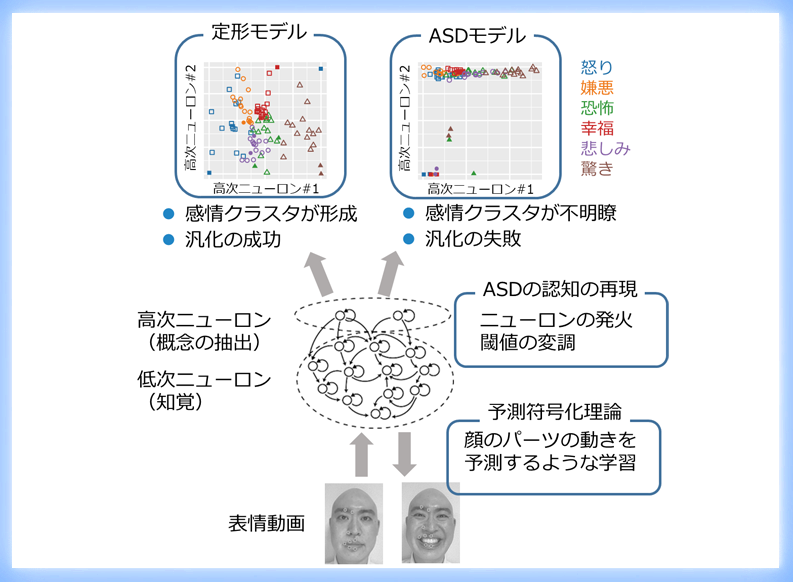 表情から感情を読み取る過程を神経回路モデルで再現 -自閉スペクトラム症の症状出現のメカニズム理解に期待-