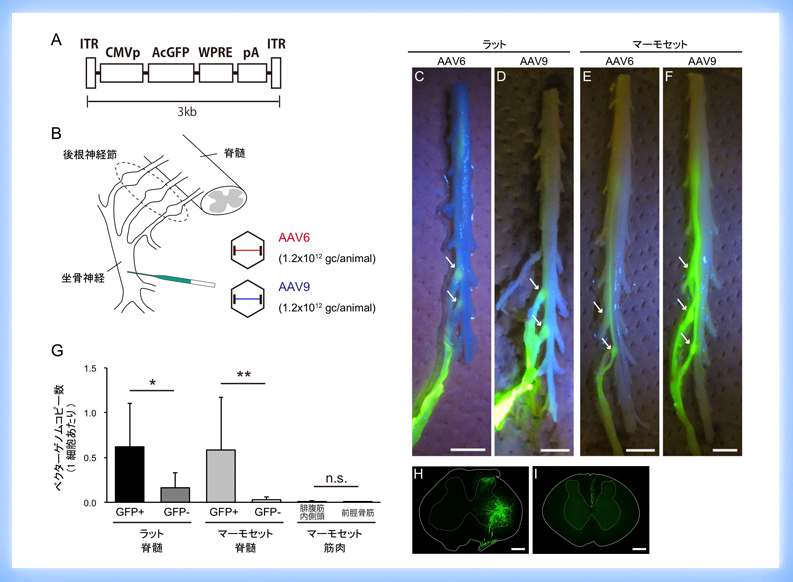 霊長類においてウイルスベクターを用いた痛覚神経への遺伝子導入に成功 ～神経障害性疼痛治療への応用に期待～