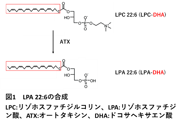 図１：LPA 22:6（LPA-DHA）の合成