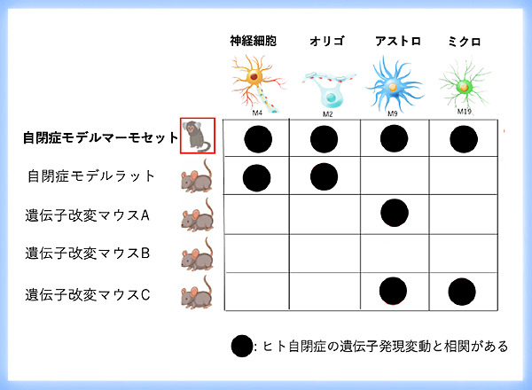 世界初 自閉スペクトラム症モデルマーモセットの開発に成功 -治療薬開発のイノベーションに期待-