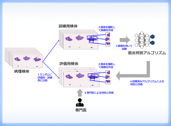  「AIによる筋病理判読アルゴリズム」の開発  深層学習を用いてAUC 0.996の判別精度を達成