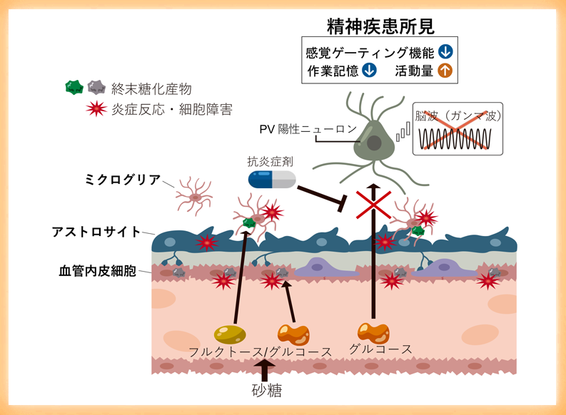 精神疾患の新たなリスク要因（砂糖の過剰摂取）と表現型（脳毛細血管障害）を発見