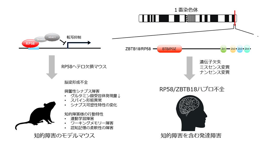 図１　知的障害のモデルマウスの確立の図