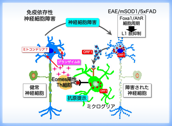 免疫細胞が引き起こす新しい神経細胞障害メカニズムの発見 〜神経変性疾患に共通した病態の伝播・拡散機序〜