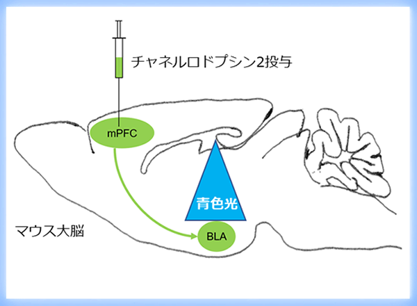 脳ジストロフィンの欠損で生じる自閉症スペクトラム様の症状は遺伝子治療で改善 -筋ジストロフィーと自閉症の新たな治療につながる世界初の成果-