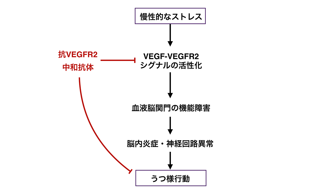 ストレス→うつ様行動にVEGFが関与していることの説明図