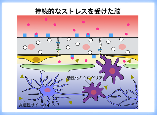 持続的なストレスによって血液脳関門の機能が低下する新たなメカニズムを発見 ～うつ病などのストレス性精神疾患の新たな治療法の開発へ～