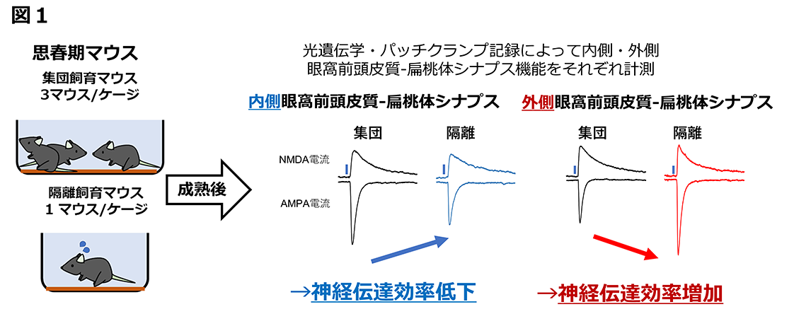 図１