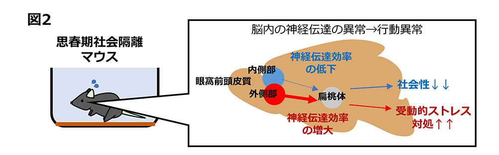 図２