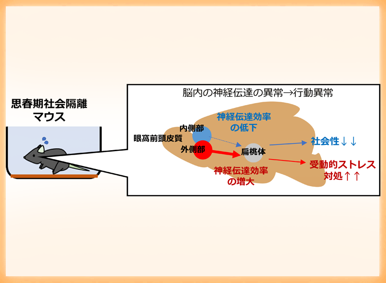 不適切な成育環境が成長後に社会生活上の困難さを生じさせる仕組みを解明 ～マウスモデルで神経回路の異常を発見～