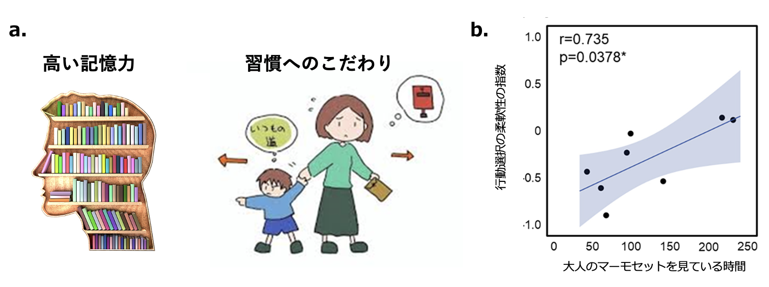 こだわりと記憶力のイメージイラストと、モデルマーモセットが大人マーモセットを見ている時間のグラフ