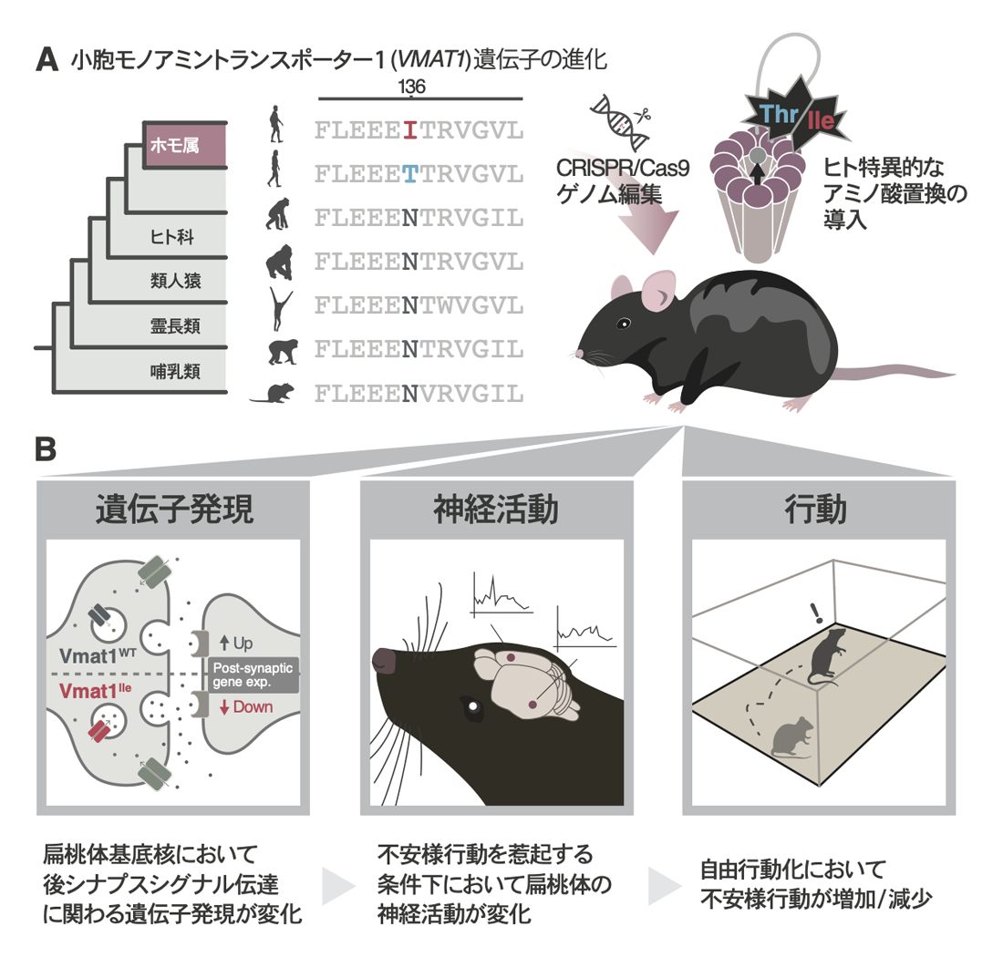 研究の概要図