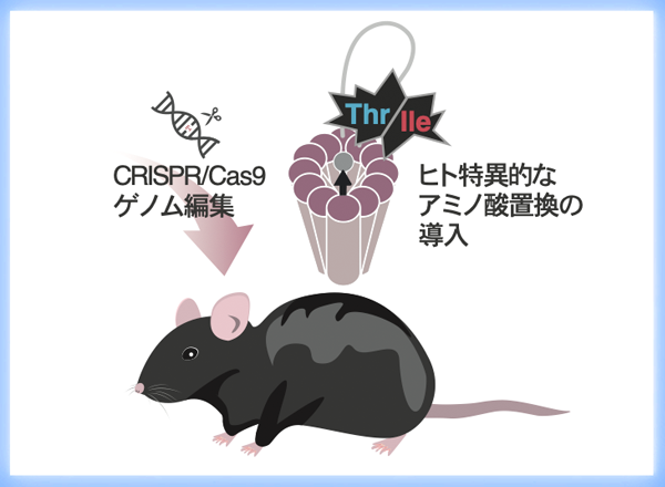 不安の進化に関わる分子メカニズムの一端を解明　ヒト型遺伝子変異導入マウスを用いた検証