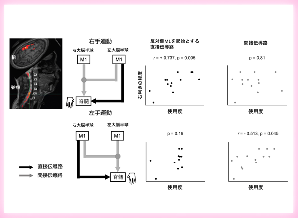 新規MRI技術で利き手の神経制御メカニズムを解明 ～手指運動中の脳・脊髄機能結合パターンの左右差を世界で初めて計測～