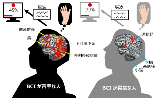 大脳基底核を起点としたBCI操作中のネットワークの図