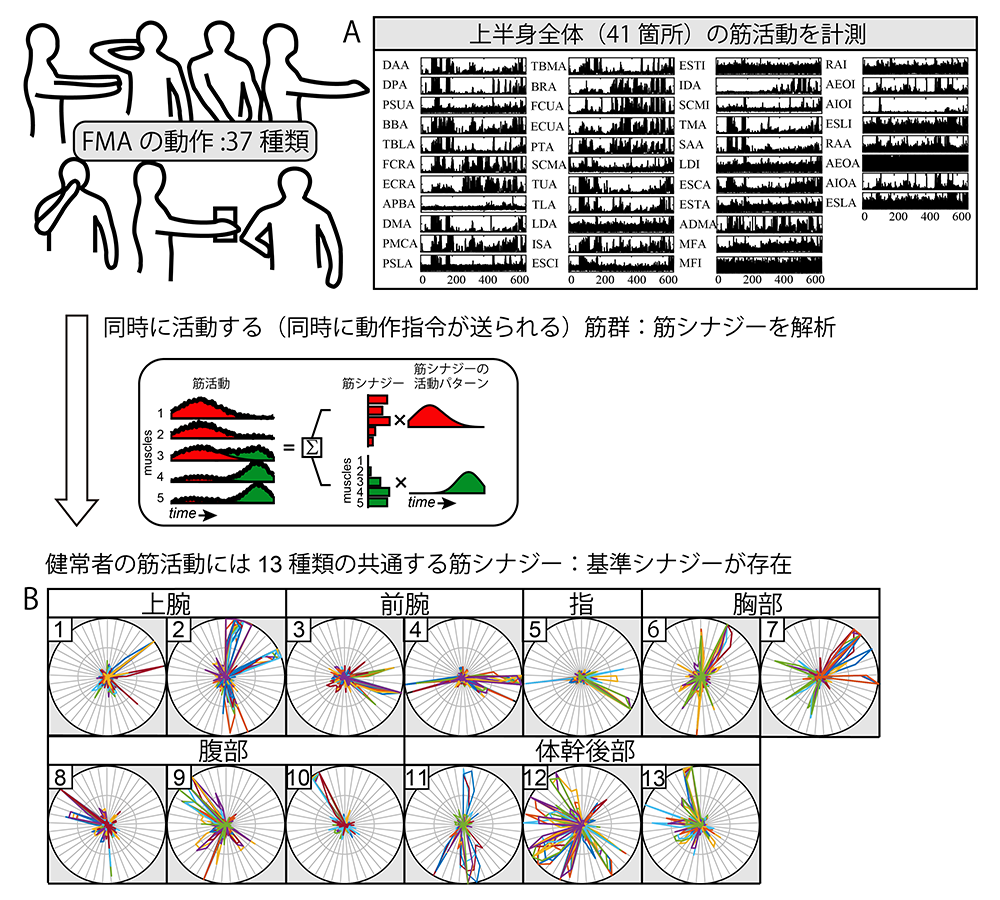 図１：Fugl-Meyer Assessmentの評価動作の筋シナジー解析と基準シナジーの導出の図