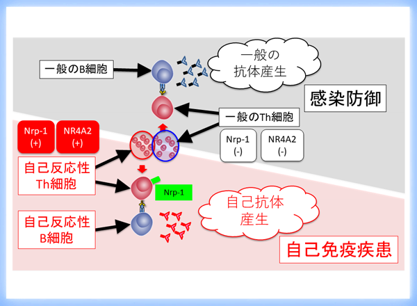 自己反応性ヘルパーT細胞の識別マーカー分子の同定～副作用のない自己免疫疾患の根本治療への道を拓く新たな成果～