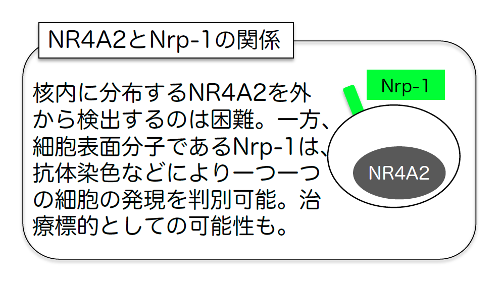NR4A2とNrp-1の関係図