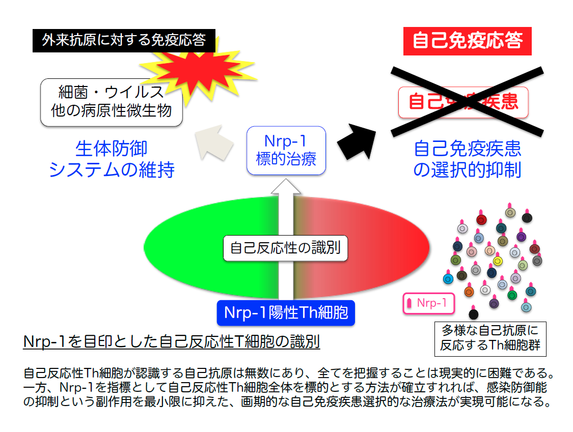 乾癬性関節炎は自己免疫疾患ですか?