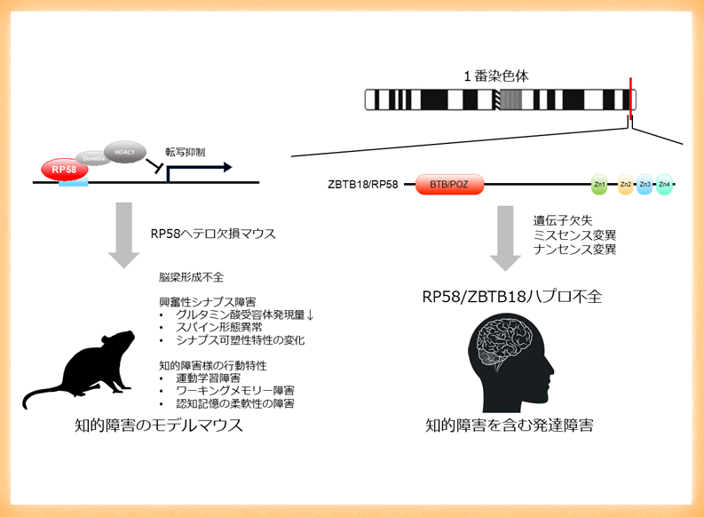 RP58/ZBTB18ハプロ不全の原因として興奮性シナプス障害を発見