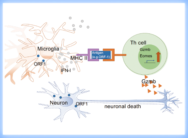 免疫介在性神経障害におけるミクログリアの役割 〜ミクログリアサブセットとエオメス陽性ヘルパーT細胞の関係〜