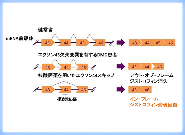 デュシェンヌ型筋ジストロフィー治療薬（NS-089/NCNP-02）の米国での第Ⅱ相試験治験計画合意に関するお知らせ