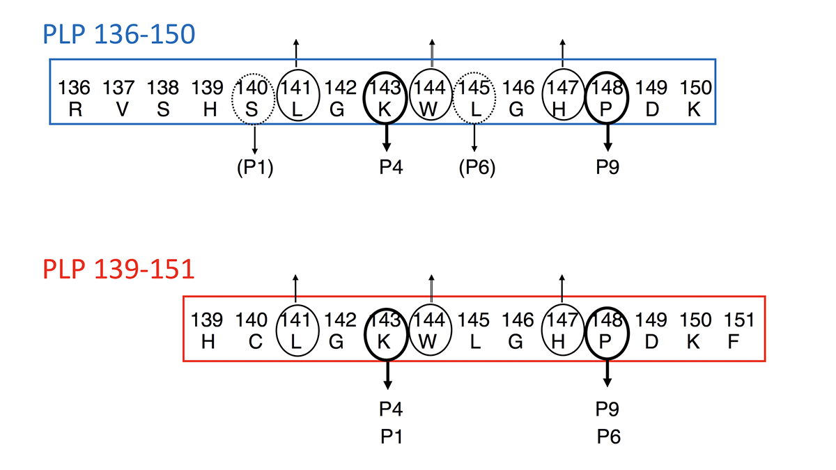 図1  PLP136-150とPLP139-151の配列