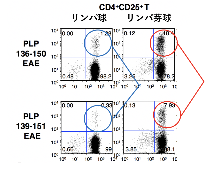 図4　PLP136-150誘導EAEでは抗原特異的Tregが誘導