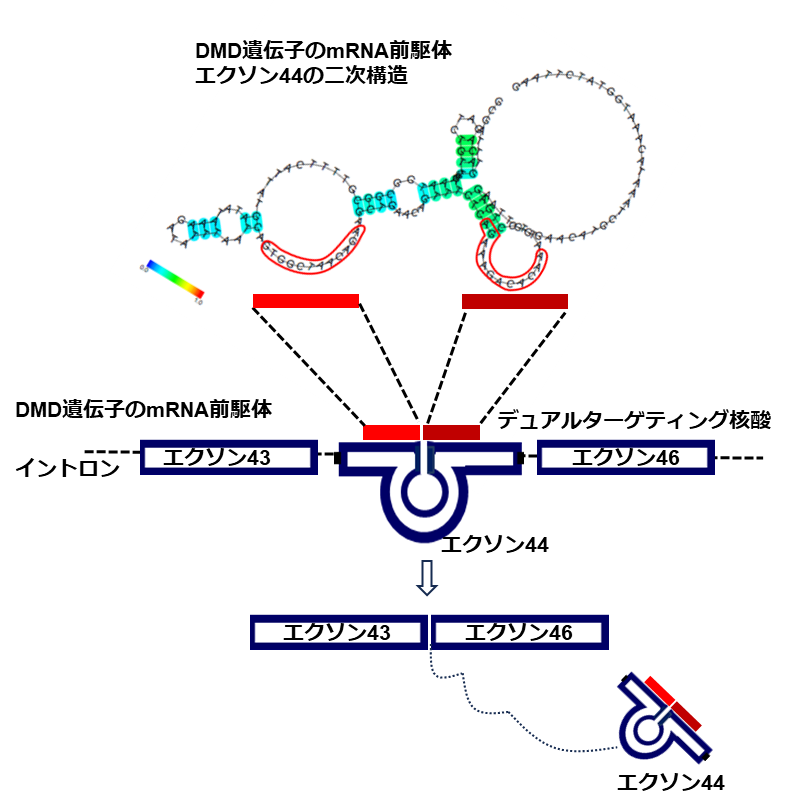 配列連結型のデュアルターゲティング核酸製剤であるNS-089/NCNP-02の効果のイメージ図