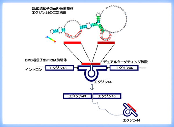 デュシェンヌ型筋ジストロフィー治療が大きく前進 ～デュアルターゲティング核酸医薬(NS-089/NCNP-02)の医師主導試験の元となる結果を発表～