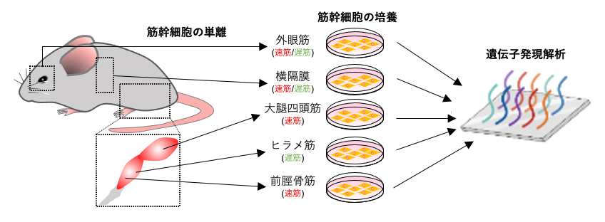 図１　様々な筋組織由来の筋細胞を用いた遺伝子発現解析の図