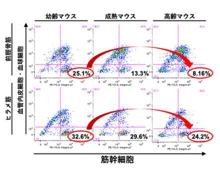 図3 ヒラメ筋は前脛骨筋に比べて筋幹細胞の数が減少しにくいことを示すグラフ