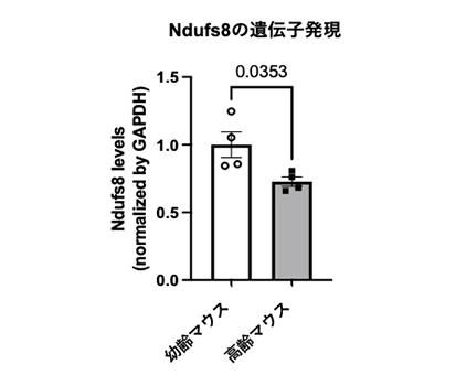 図4 Ndufs8遺伝子発現は加齢に伴って減少することを示すグラフ