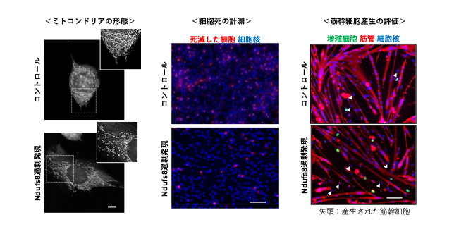 図5　Ndufs8遺伝子の過剰発現によって、細胞死が抑制され、筋幹細胞が産生されることを示す画像